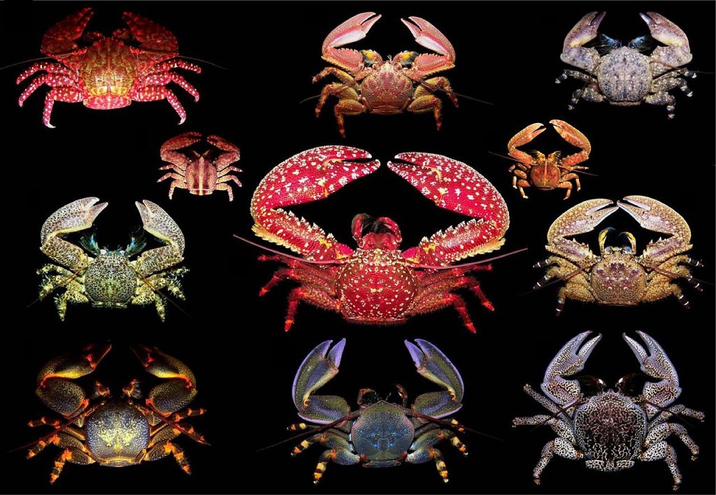 South_eastern_Pacific_species_of_Petrolisthes,_Allopetrolisthes,_and_Liopetrolisthes_(Porcellanidae)