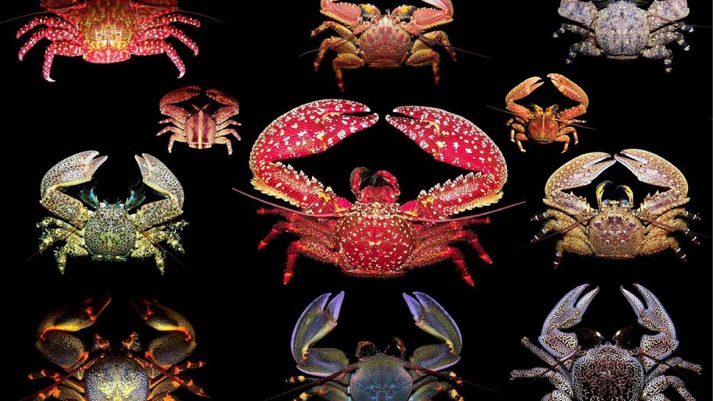 South_eastern_Pacific_species_of_Petrolisthes,_Allopetrolisthes,_and_Liopetrolisthes_(Porcellanidae)