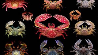 South_eastern_Pacific_species_of_Petrolisthes,_Allopetrolisthes,_and_Liopetrolisthes_(Porcellanidae)