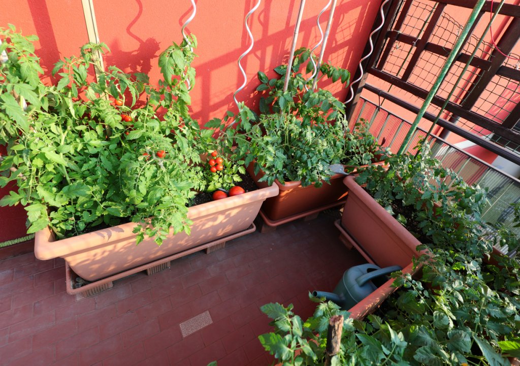 И няколко неща, които е полезно да знаем  

Основните и общи правила по пътя към зеленчуковата градина са, че повечето растения се засаждат през пролетта. Много от тях могат да бъдат засадени и през лятото. Някои обичат повече топлина и вода от други, затова има значение кога ще ги изнесете на балкона - информирайте се за всяко поотделно. Общото е, че докато са крехки и малки, искат много топлина и светлина. 
 
Корените на повечето растения обичат да дишат, затова разравяйте почвата от време на време, а преди да ги засадите, на дъното на саксията сложете дренаж от камъчета и пясък. Задължително е саксията да има дупки отдолу и подложка, за да изтича ненужната вода и растението да "пие", когато му е нужно. Това е подходящо и ако нямате възможност да поливате всеки ден.