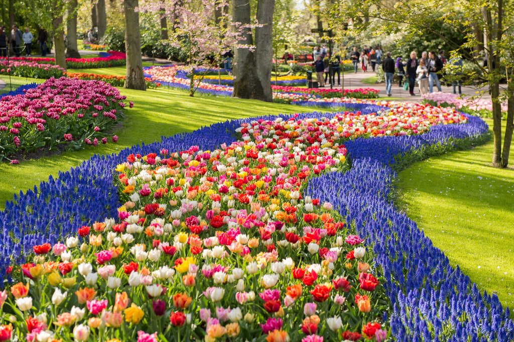 Кукенхоф, НидерландияПаркът се намира в град Лисе, Южна Нидерландия. Това се приема за най-голямата градина в света и по тази причина често се нарича и Градината на Европа. Основно е засята с традиционните нидерландски лалета, а в единия ѝ край има и дървена вятърна мелница.

В парка има общо 800 вида лалета с разнообразни цветове и листенца. В Кукенхоф има специално обучени екскурзоводи, както и наръчници, които да разкажат на посетителите повече за градината. Поддръжката на парка се случва изцяло на доброволни начала.