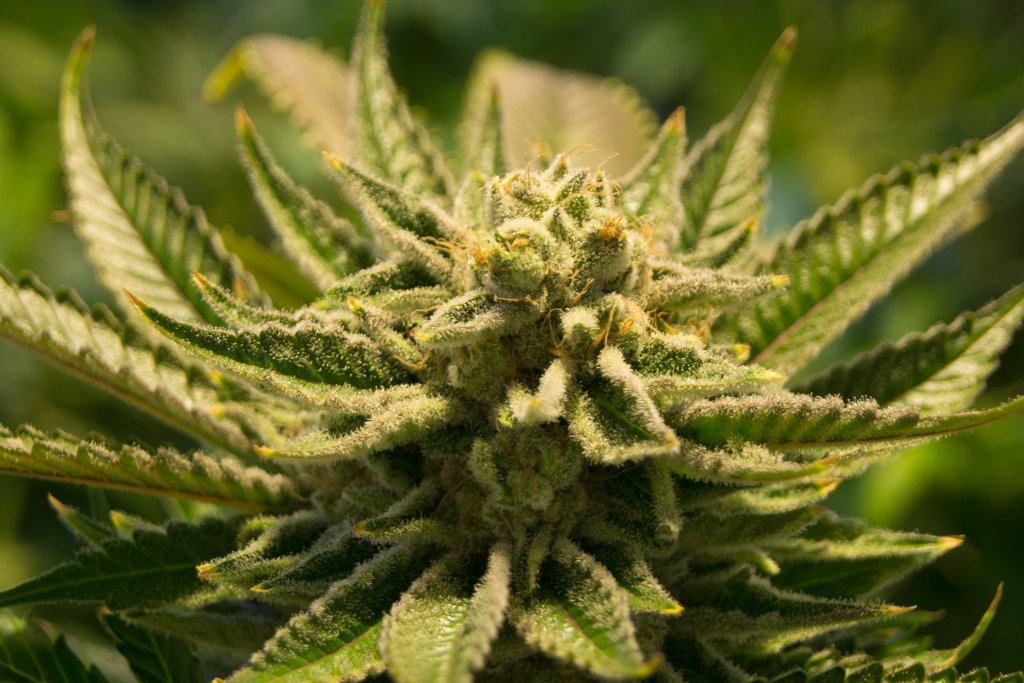 cannabis-2152604_1920