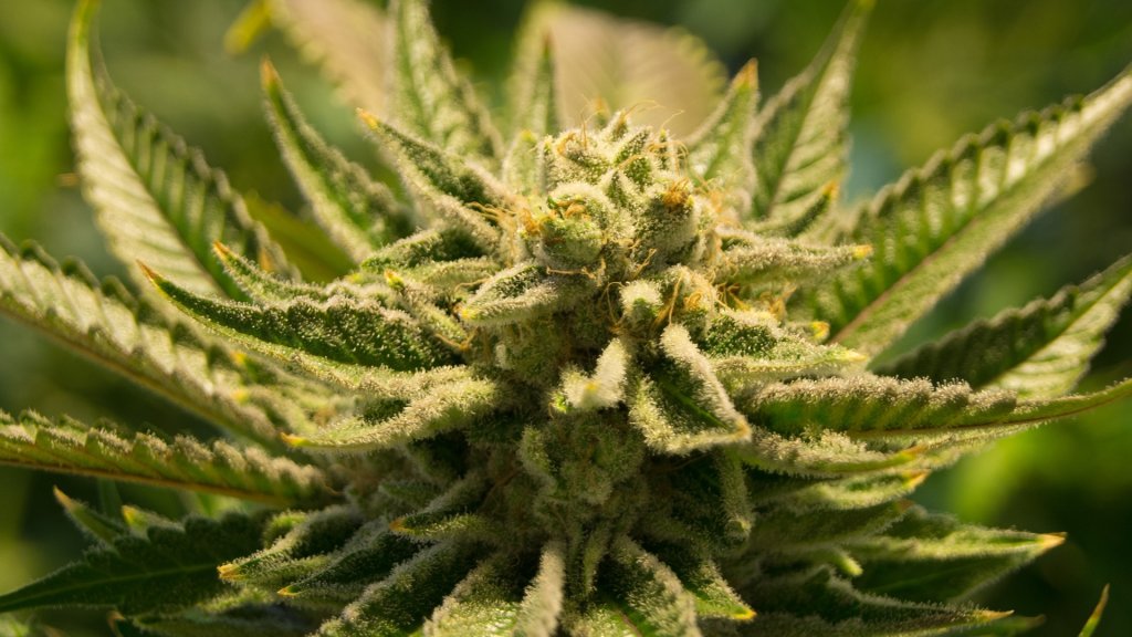 cannabis-2152604_1920