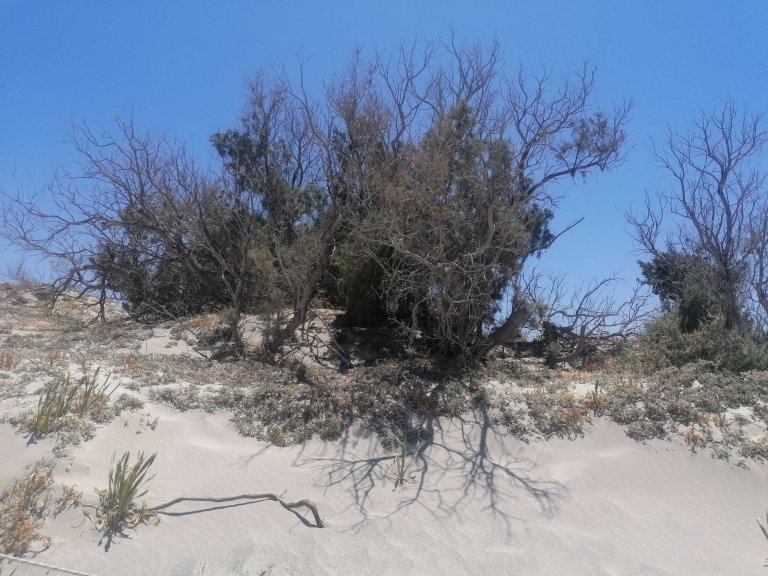 Пясъчните дюни (на снимката) са забележителност сами по себе си. 