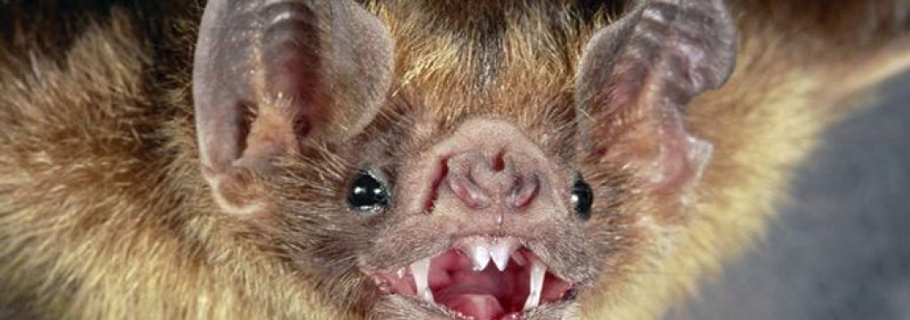 common-vampire-bat_505_600x450