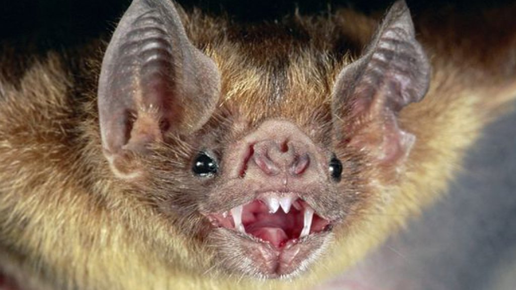 common-vampire-bat_505_600x450