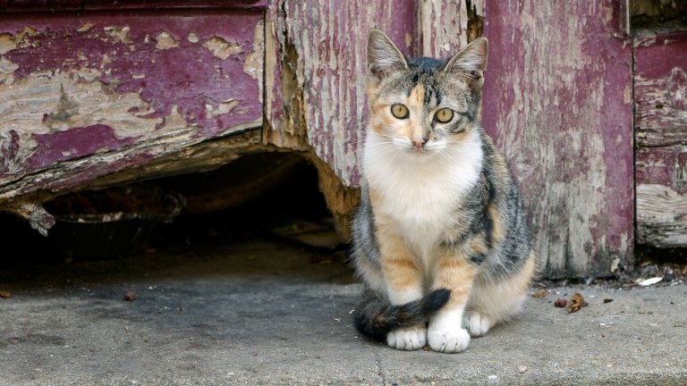 Улична превъзходна
Най-масово разпространената обикновена домашна котка е и сред най-умните и за това има логично обяснение. Тя е потомък на животни, които е трябвало да оцеляват в природата или в днешно време – по улиците. Това налага умения за адаптация и бърза ориентация в променяща се среда.
Обикновените улични котки и потомците им се смятат и са по-лесни за дресировка и могат да проявят завидни умения за решаване на проблеми – от скрита храна до отваряне на врати.