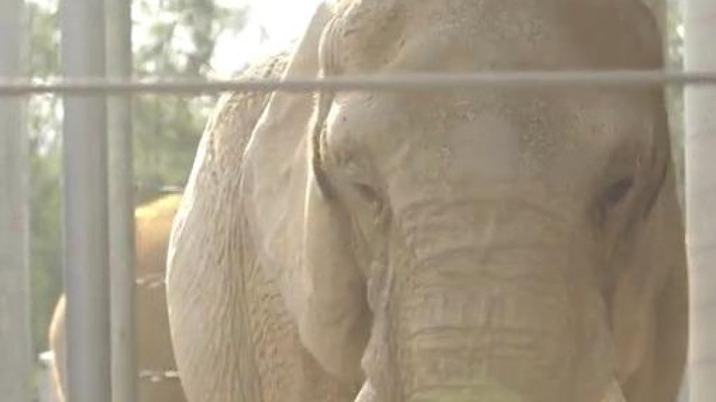 elephant