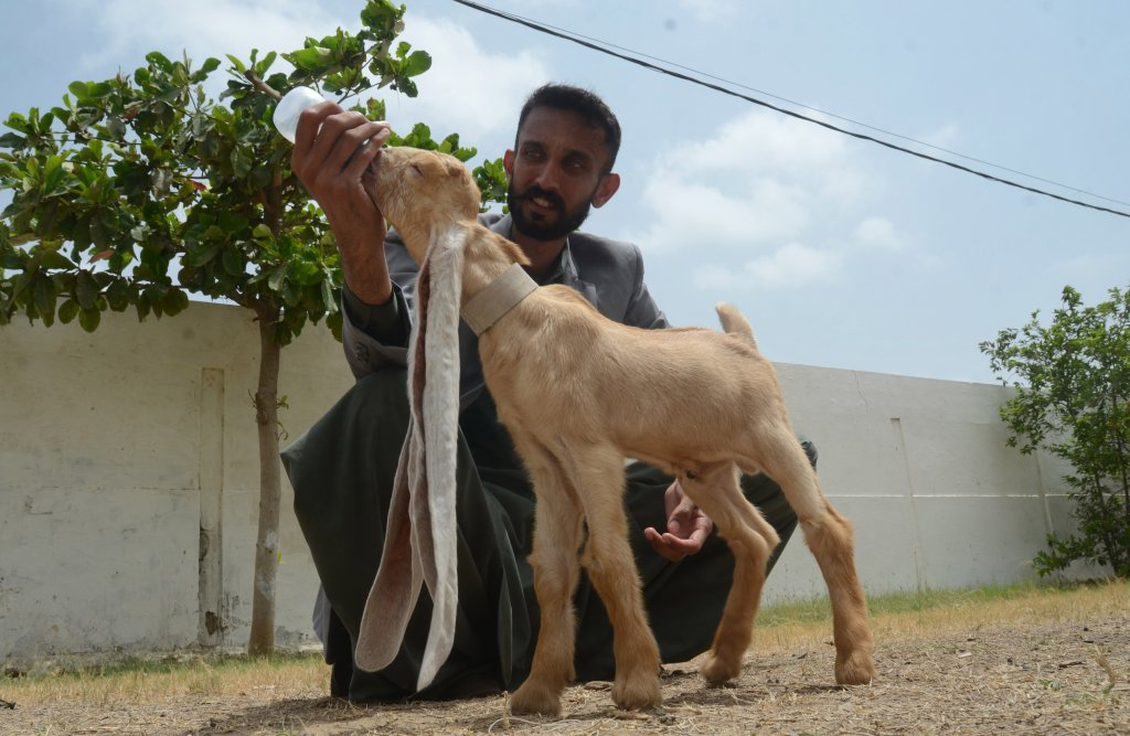 Baby goat Simba with World's longest ears in Pakistan