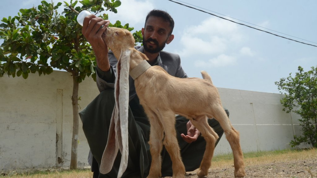 Baby goat Simba with World's longest ears in Pakistan