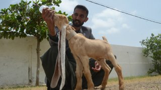 Baby goat Simba with World's longest ears in Pakistan