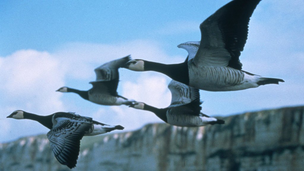 "Winged Migration" 
И един документален филм. Колебаехме се между него и този на Ал Гор, но решихме, че втория сте го гледали и по-добре да ви кажем за някой нов и също толкова добър. В "Winged Migration" са използвани тренирани птици и това ни създава чувството, че летим заедно с тях в едно ято.