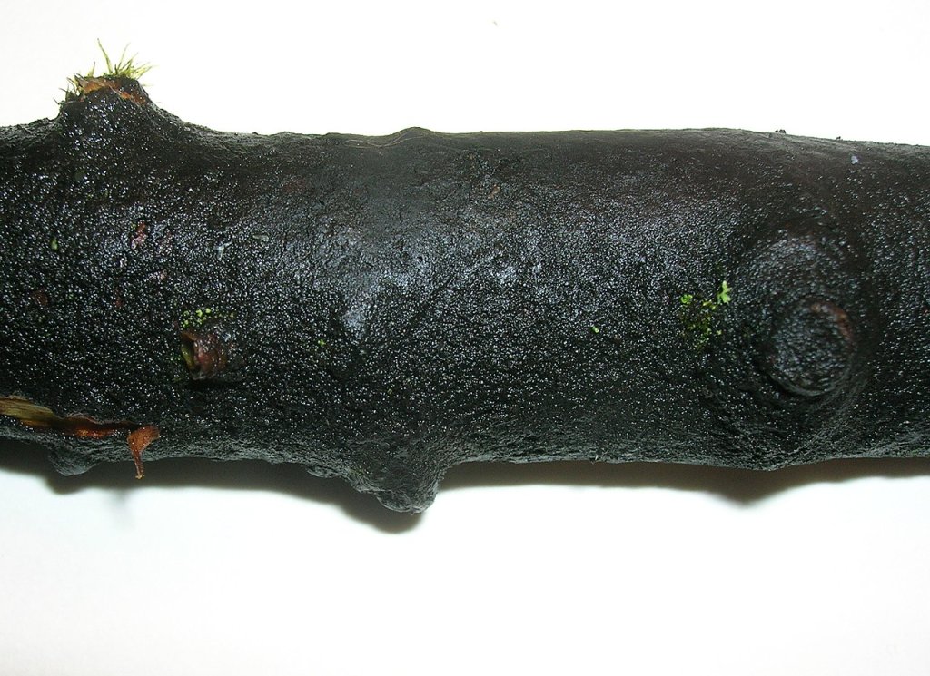 Baudoinia_compniacensis_on_Acer_pseudoplatanus