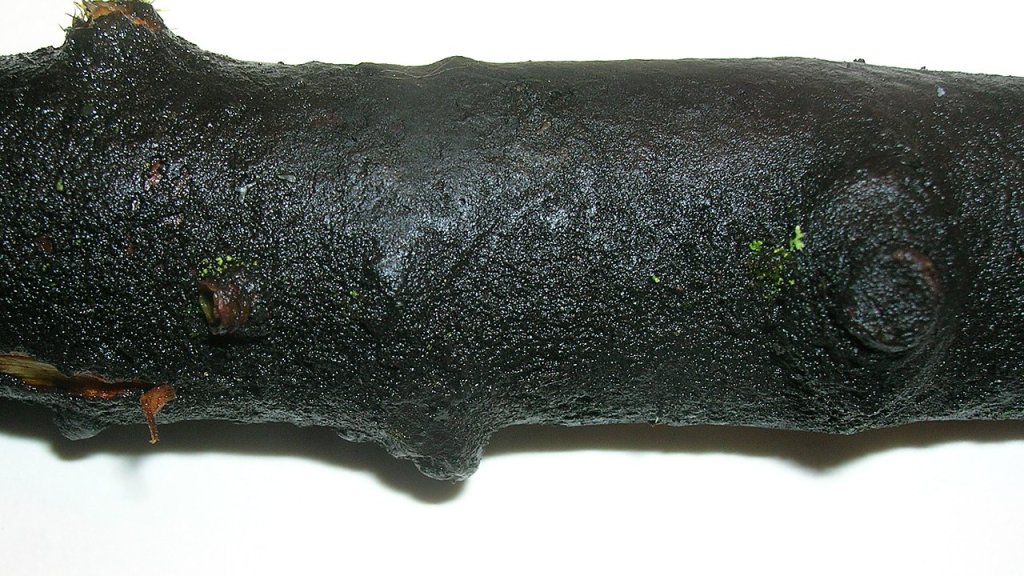 Baudoinia_compniacensis_on_Acer_pseudoplatanus