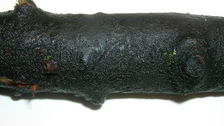 Baudoinia_compniacensis_on_Acer_pseudoplatanus