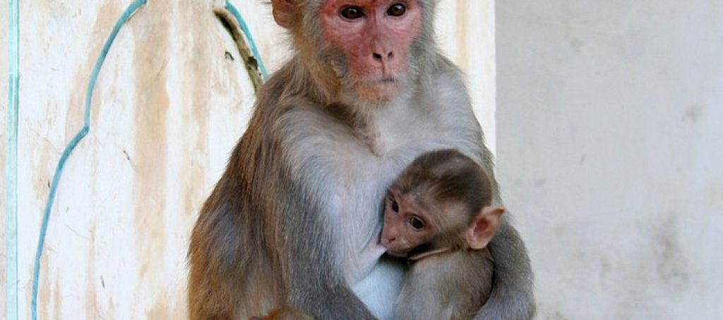 Female_and_juvenile_rhesus_macaque_at_Galtaji,_Jaipur,_Rajasthan,_India