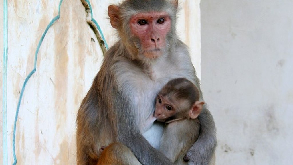 Female_and_juvenile_rhesus_macaque_at_Galtaji,_Jaipur,_Rajasthan,_India