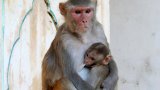 Female_and_juvenile_rhesus_macaque_at_Galtaji,_Jaipur,_Rajasthan,_India