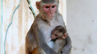 Female_and_juvenile_rhesus_macaque_at_Galtaji,_Jaipur,_Rajasthan,_India