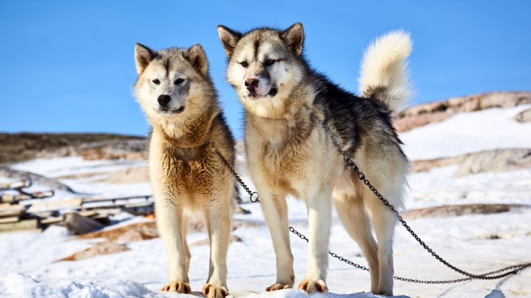 И какво представлява състезанието с впрягове, което вицепрезидентът на САЩ не видя