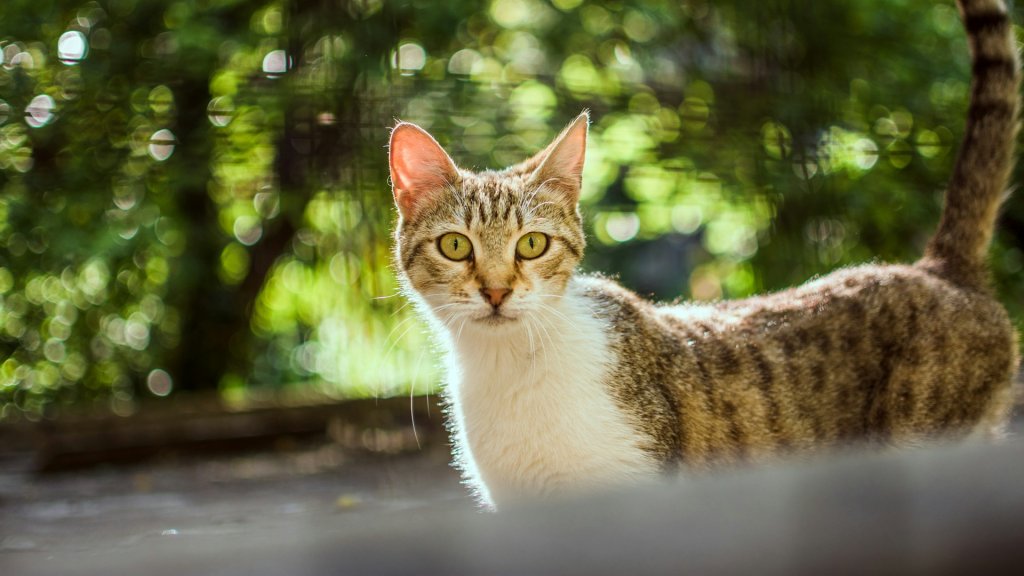 misael-silvera-G-ahURIA_Pk-unsplash