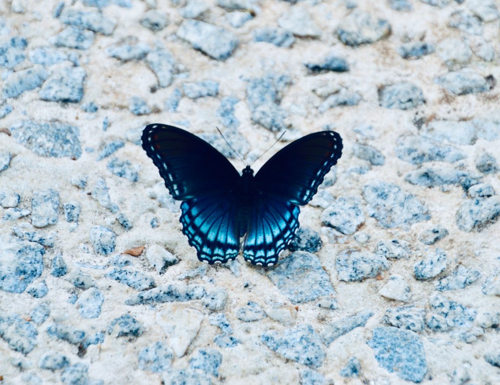 andra-c-taylor-jr-IC8zpKz6qF0-unsplash