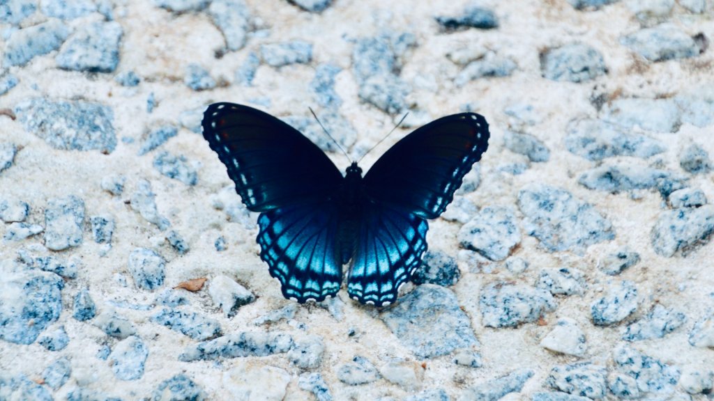 andra-c-taylor-jr-IC8zpKz6qF0-unsplash