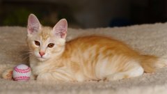 Курилският бобтейл е сред най-любопитните породи котки