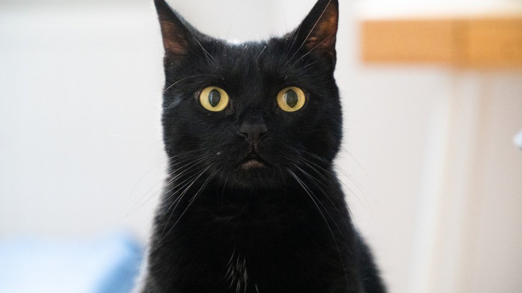 cat-4445522_1920
