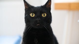 cat-4445522_1920