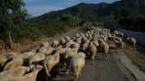 Овчари от Киргизстан ще се настанят в пустеещи селски райони