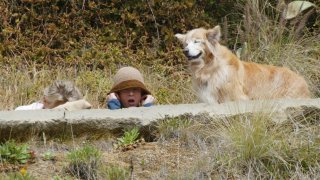 рене зелеуегър