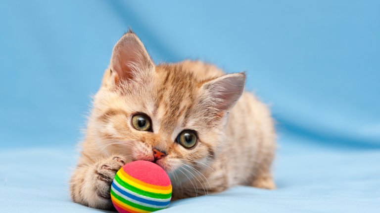 Те са адаптивни и обичат да учат номера