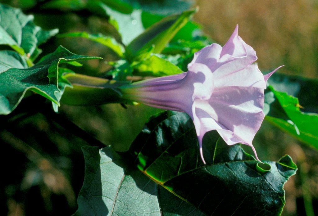 Datura stramonium tatula flower. Shenandoah National Park. Virginia. USA