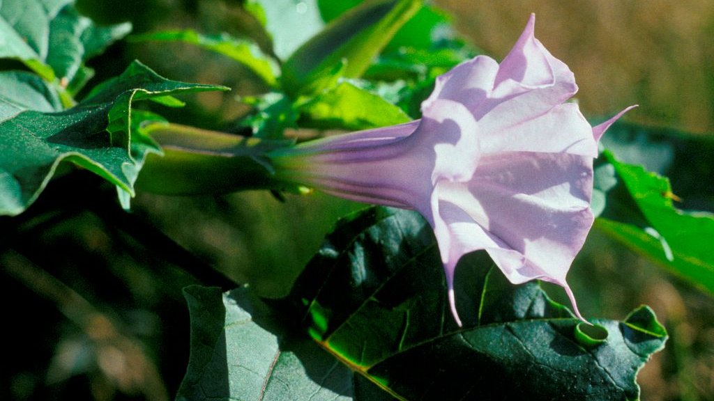 Datura stramonium tatula flower. Shenandoah National Park. Virginia. USA