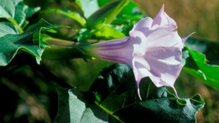 Datura stramonium tatula flower. Shenandoah National Park. Virginia. USA