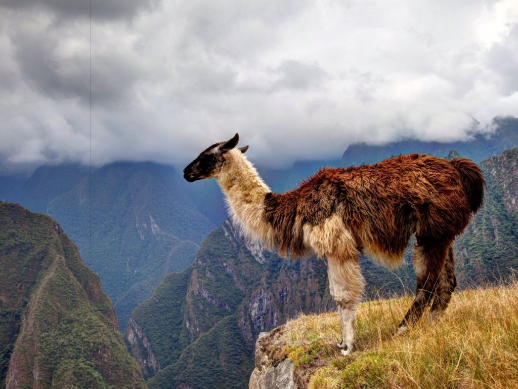 there-are-plenty-of-alpacas-here