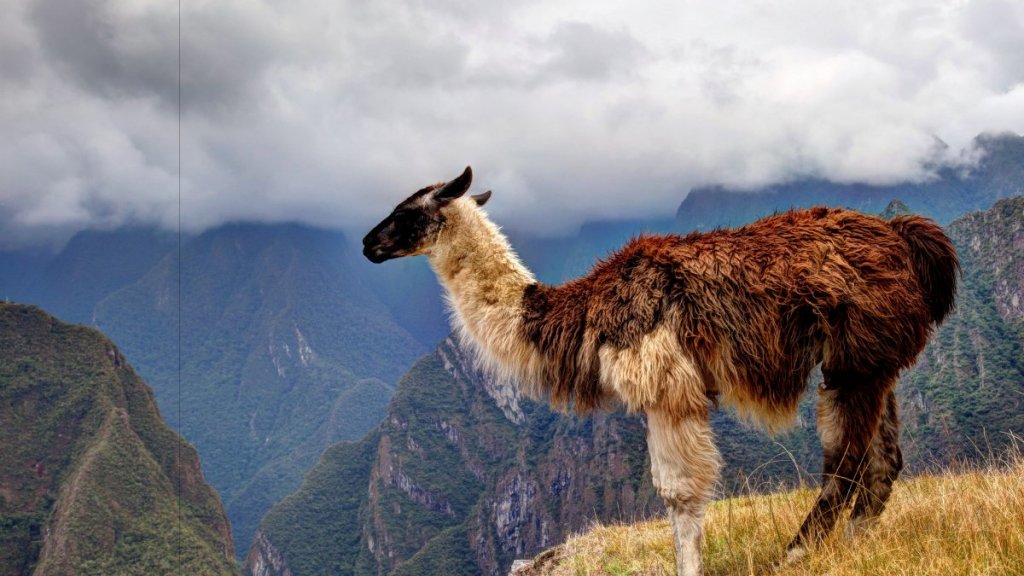 there-are-plenty-of-alpacas-here
