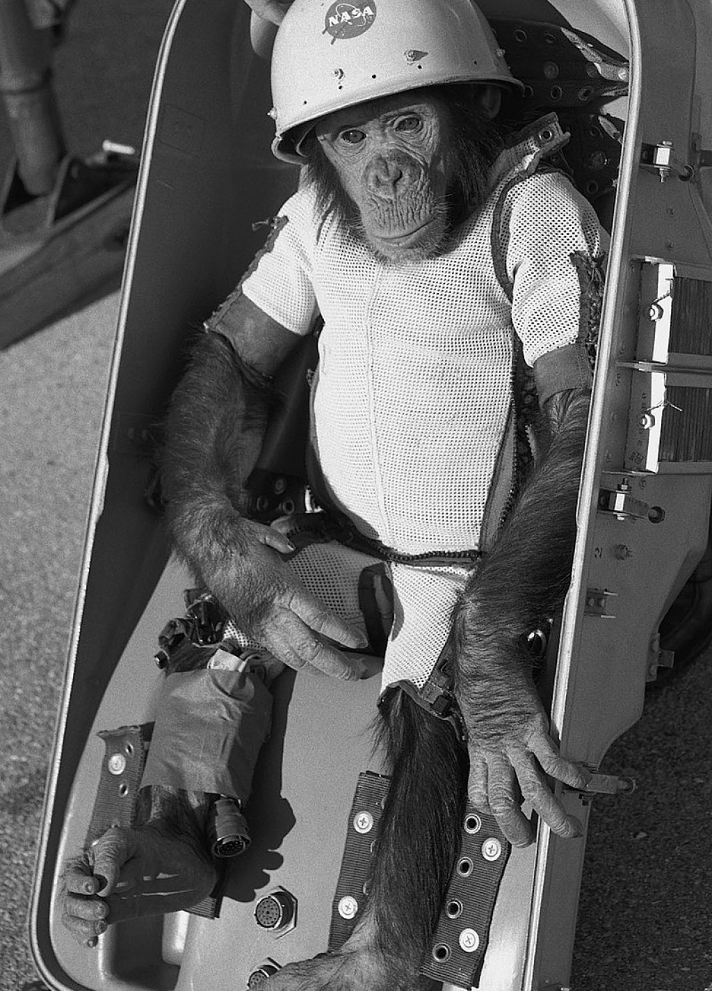 Ham_the_chimp_(cropped)