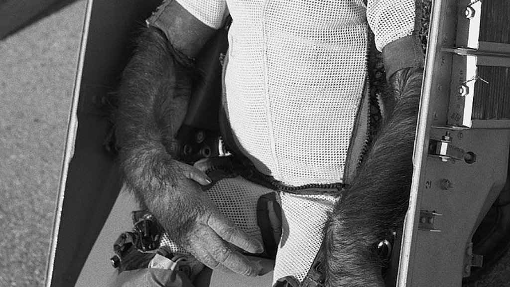 Ham_the_chimp_(cropped)
