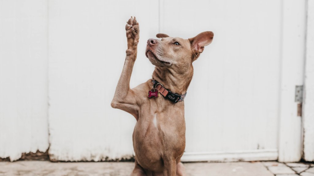 camylla-battani-AoqgGAqrLpU-unsplash