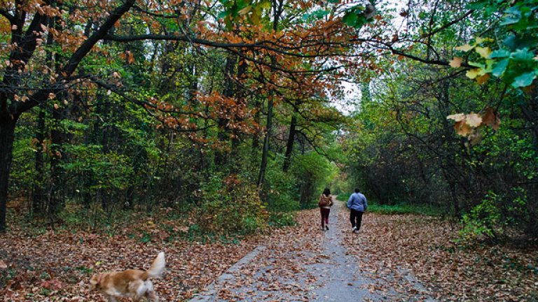 Така започва алеята, която отвежда жителите на тази част на  "Лозенец" до Борисовата градина