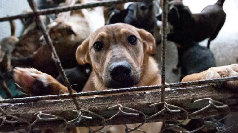 Кучетата ни правят по-добри хора