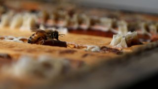 Ако желаете да покажете на литовеца колко добър приятел сте, ще го зарадвате, като го наречете biciulis  - дума, приблизително съответстваща на "другар", чийто корен произлиза от bite (пчела). В Литва пчелата е добър приятел, а добрият приятел е като пчела.