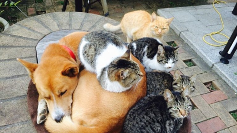 Жена превърна дома си в зоопарк