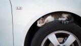 Проверявайте за скрито животно преди да шофирате