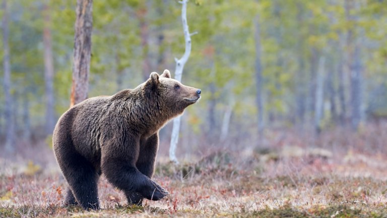 Според съда в Рим убийството на мечката е ненужно