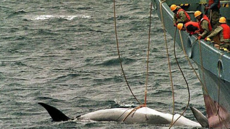 Спорът между Япония и Австралия за лова на китове не е от вчера