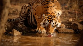 Непал се похвали с утроена популация, но и повече атаки