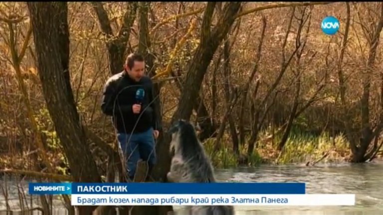 Сражения с брадат козелПонякога в хода на риболовния излет храбростта ви може да бъде поставена на изпитание. Преди година нашумя случаят с брадатия козел, който нападаше въдичарите на река Златна Панега. Цяло щастие беше, че на бодливия пръч предвидливо му бяха отрязали рогата.След оплакванията от риболовците екип на „Нова телевизия” отиде на място и излъчи репортаж за върлуващия край реката козел. Стопанинът бай Христо отначало опита да шикалкави, че брадатият Иванчо всъщност бил игрив и безобиден. Мъжкарят обаче веднага си показа рогата, като подгони репортера и оператора на телевизията. Наложи им се да се покатерят на едно дърво, за да се спасят. За успокоение на риболовците, агресивният Иванчо вече е направен на пастърма.